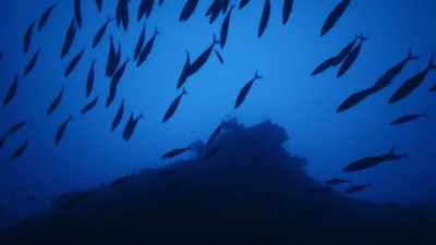 It was
really special to be down - Protecting Paradise: The Story of Niue