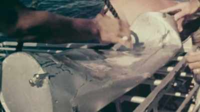 It wasn't in the script... - Playing with Sharks