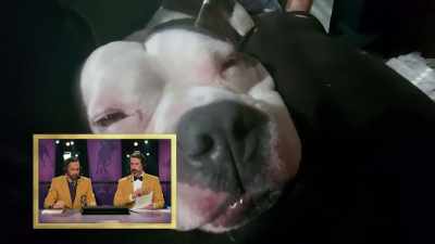 It wasn't just a straight - 2022 American Rescue Dog Show