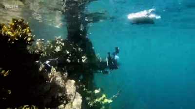 It wasn't long before
some puffins arrived, - Wales: Land of the Wild