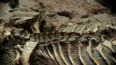 It wasn't long before we started
finding bits of fossil bone and
eventually we found complete - One Strange Rock