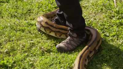 It wasn't long - Britain's Tiger Kings - On the Trail with Ross Kemp