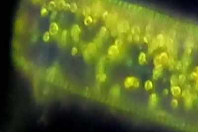 It was when the molecule
mastered temperature, - Thrive II: This Is What It Takes