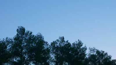 - It was wildly exciting.
- (birds cawing) - Trees and Other Entanglements