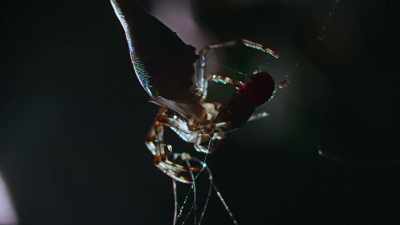 It will be an anxious wait until
morning to see if it's worked. - The Secret Lives of Animals