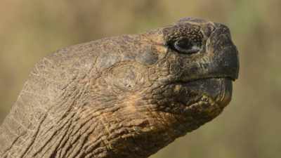 It will be an epic migration. - The Secret Lives of Animals
