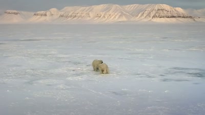 'It will be the last winter
they spend together. - A Year on Planet Earth