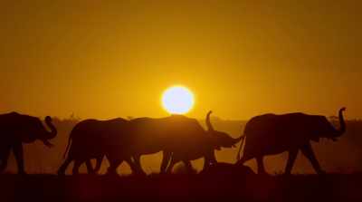 It will be
their last decent meal. - Surviving Paradise: A Family Tale