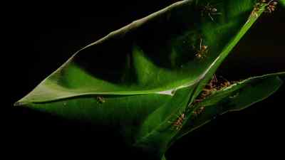It will provide a strong,
waterproof, safe home for the ants. - Micro Monsters with David Attenborough