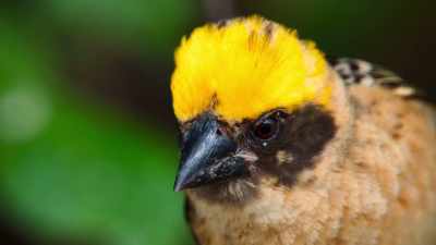 It will safely house his chicks - The Secret Lives of Animals