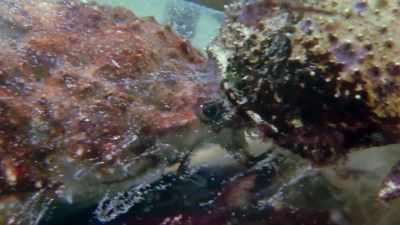 It will take days
for the new shell to harden. - Blue Planet II