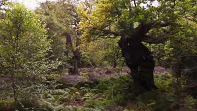 It will take many years to recreate
anything as rich as the woodlands - Wild Isles