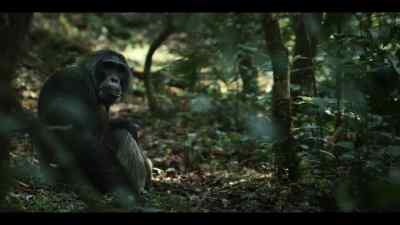 It will take more than one attack - Chimp Empire