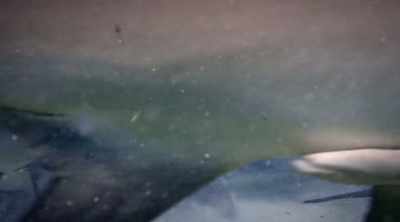 It was willing to swim into
water only inches deep. - Shark Attack Files