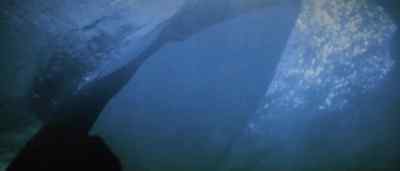 It is without challenge the most powerful animal - Orca