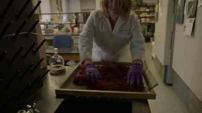 It works not by killing the
bacteria, but by disarming it. - Origins: The Journey of Humankind