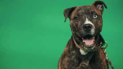 It would be really easy to think
that a Chihuahua and a Great Dane - Inside the Mind of a Dog
