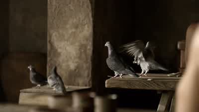 It would seem Pietros has lost control of his flock. - Spartacus
