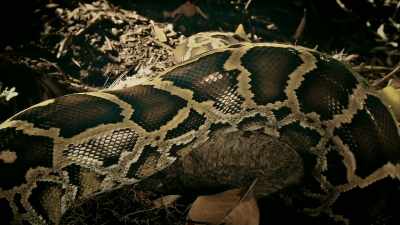 IT WRAPS ITSELF AROUND
ITS VICTIMS - Expedition Mungo