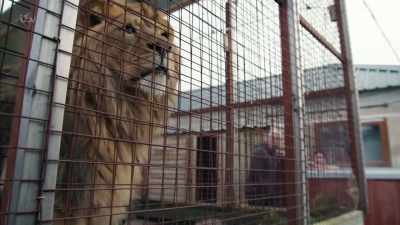 'Ithought
Reece's exotic animal kingdom - Britain's Tiger Kings - On the Trail with Ross Kemp