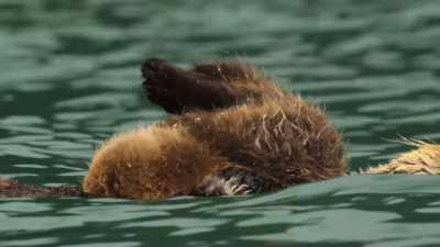 It'll be five more months
before Kesari is fully weaned. - Wild Babies