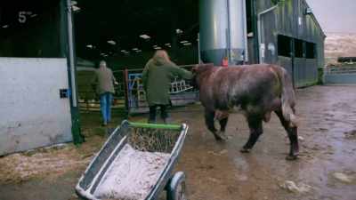 It'll probably hear one moo
and then I'll be history! - Our Yorkshire Farm