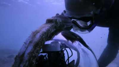 It'll take weeks to move those systems,
and we'll have missed the bleaching. - Chasing Coral