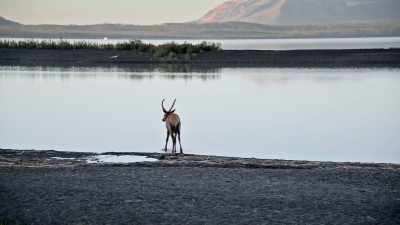 Its 110 miles of coastline - Yellowstone: One-Fifty