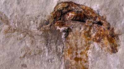 It's 113 million years old - Fantastic Fungi