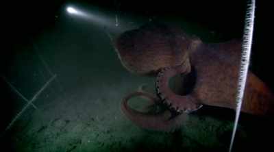 Its 20-foot arm span
is impressive, - Mysteries of the Deep