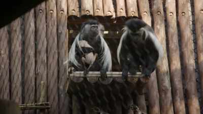 It's a brand-new world. - Magic of Disney's Animal Kingdom