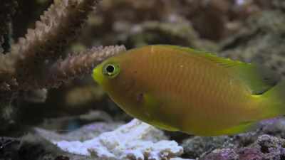 It's a code invisible to us - Attenborough's Life in Colour