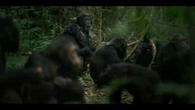 It's a complex network
of family and social bonds... - Chimp Empire