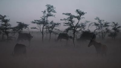 It's a cool, still dawn in Naboisho. - Chasing the Rains