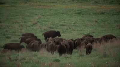 It's a dark,
massive animal vitality - The American Buffalo