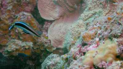 It's a devious disguise
and one that will help it - Attenborough's Life in Colour
