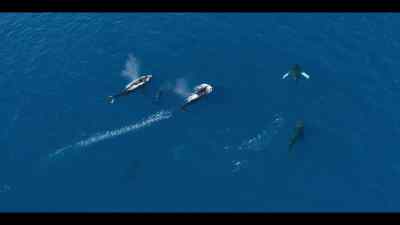 It's a display of dominance, - Our Oceans
