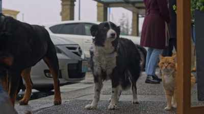 It's a diversion. Be
careful. It might be a trap. - Cats & Dogs 3: Paws Unite