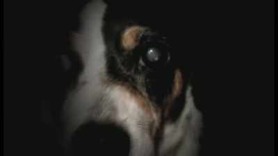 It's a dog, her dog. - The Story of Film: A New Generation