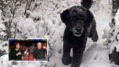 It's a dog running towards me - The Osbournes Want to Believe