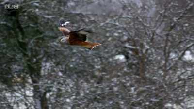 It's a dramatic start
to a truly wild year. - Wales: Land of the Wild