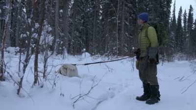 "It's a female.
Weighed about 1200 pounds. - Life Below Zero: Next Generation
