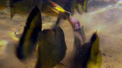 It's a fish famous
for ripping flesh from bone - Kings of Pain