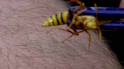 - It's a formidable-looking
wasp. - Kings of Pain
