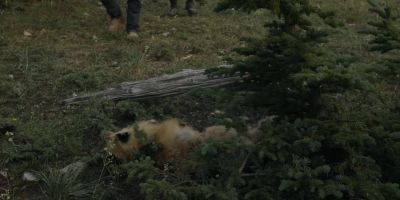 It's a fox. - Joe Pickett