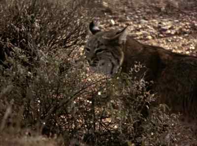 It's a good rule
on the desert to keep clear - The Living Desert