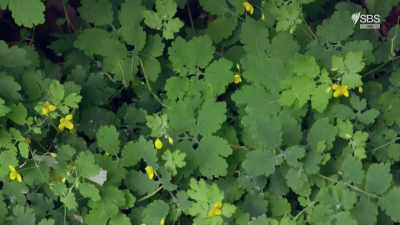 It's a herb
a called greater celandine, - Scotland from the Sky