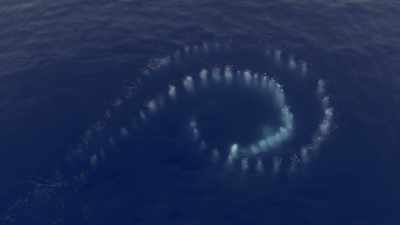 "It's a highly specialized form
of bubble-net feeding" - Secrets of the Whales