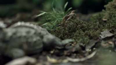 It's a history
written into their strange anatomy. - Modern Dinosaurs
