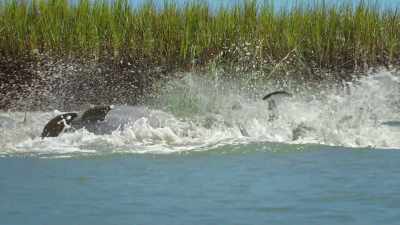 It's a huge risk for a
heavy aquatic mammal. - The Secret Lives of Animals